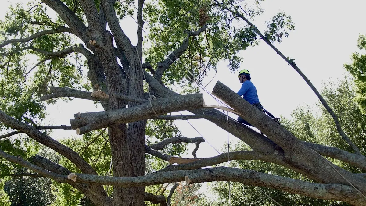 Professional Crown Thinning performed by certified arborists in Hughesville